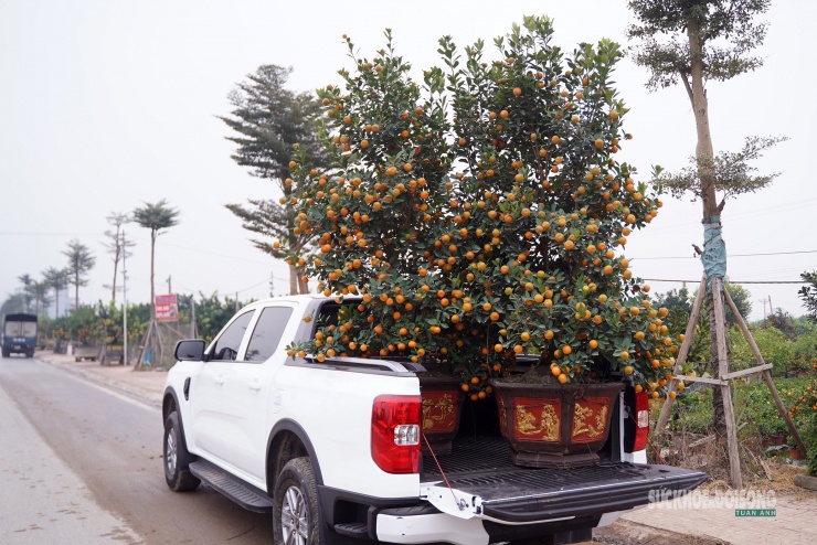 Quýt cảnh được vận chuyển lên xe bán tải để giao cho khách đặt mua sớm.