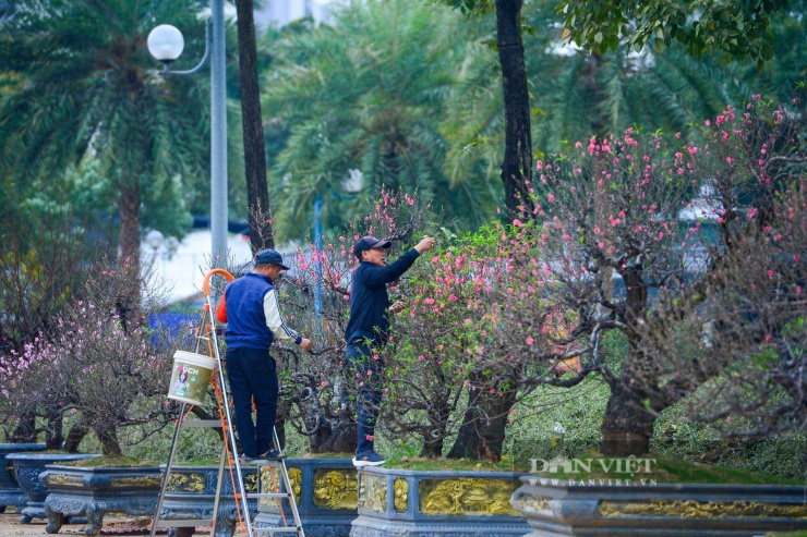 Ghi nhận tại một điểm bán hoa Tết lớn trên địa bàn phường Phú Thượng, không khí xuân đã ngập tràn. Hàng chục gốc đào khủng với thân gỗ mốc thếch, xù xì, in hằn dấu vết thời gian đã được tập kết ngay ngắn. Khác với vẻ mảnh mai của đào Nhật Tân, đào rừng Tây Bắc mang vẻ đẹp phong trần, hoang sơ và mạnh mẽ của núi rừng.