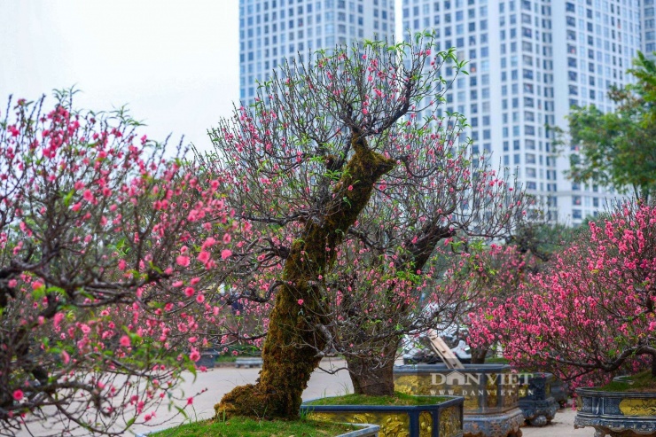 &nbsp;Điểm nhấn đặc biệt nhất của những gốc đào năm nay chính là lớp rêu xanh rì phủ kín từ gốc lên đến các cành lớn.&nbsp;