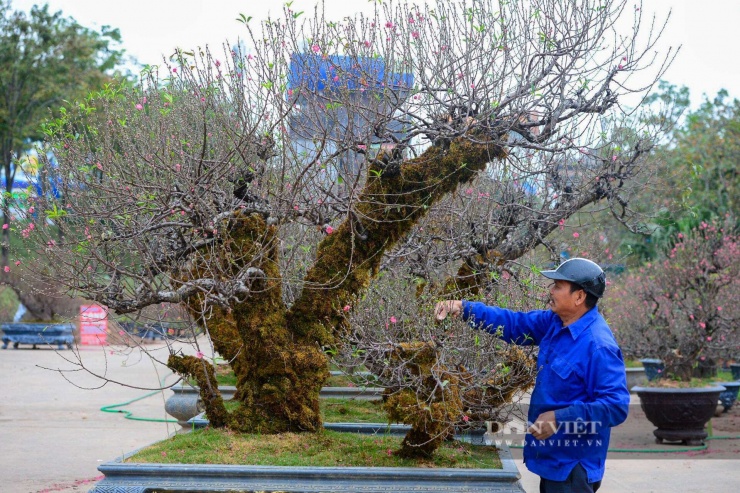 Theo chủ vườn đào, lớp rêu này có nguồn gốc từ chính những cánh rừng già, được tuyển chọn kỹ lưỡng. Người thợ sẽ đắp từng mảng rêu lên thân cây, vừa để tạo vẻ cổ kính, rêu phong như thể cây đã bám rễ ở đây hàng chục năm, vừa có tác dụng thực tiễn là giữ ẩm cho thân cây.