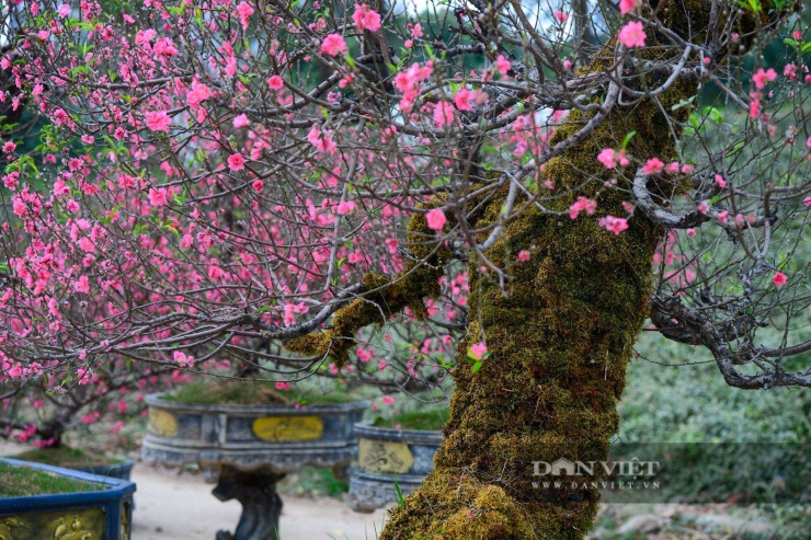 Cũng theo tìm hiểu, lớp rêu này giống như một chiếc áo giữ nhiệt và cấp nước. Nhờ có nó, thân cây không bị khô nứt dưới nắng hanh của mùa đông Hà Nội, dinh dưỡng được tập trung để nuôi mầm nụ. Chỉ cần đủ ẩm, nụ hoa sẽ căng mọng và bung nở đúng vào dịp Tết.