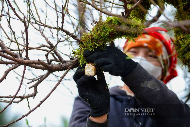 Cận cảnh lớp rêu rừng dày, được cố định cẩn thận để nuôi nụ hoa.
