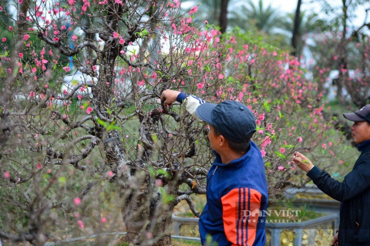 Hiện tại, các nhà vườn đang gấp rút thực hiện những công đoạn chăm sóc cuối cùng: tuốt lá, tưới tắm, chỉnh dáng để "đánh thức" những nụ hoa, hứa hẹn một mùa Tết Bính Ngọ rực rỡ sắc hương.