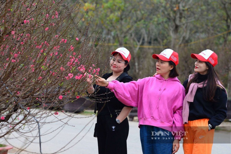 Đào cổ thụ Tây Bắc phủ kín rêu xanh xuống núi, chờ đại gia Hà Nội rước về nhà chơi Tết - 10