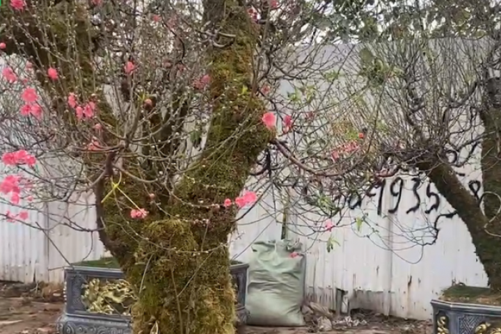 Độc lạ trend 'cuốn rêu' cho đào Tết Nguyên đán 2026: Lái buôn tất bật, thị trường đào hứa hẹn sôi động