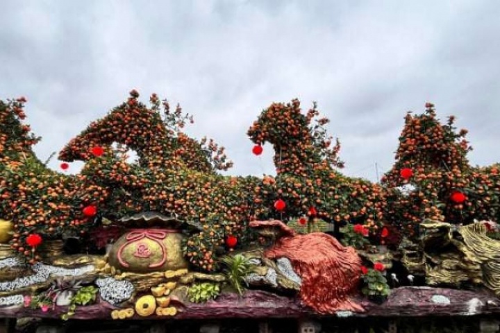 Đỉnh cao siêu phẩm Tết 2026 gọi tên “chiến mã” quýt cổ độc lạ Mã đáo thành công, bưởi song thụ trăm tuổi giá nửa tỷ đồng