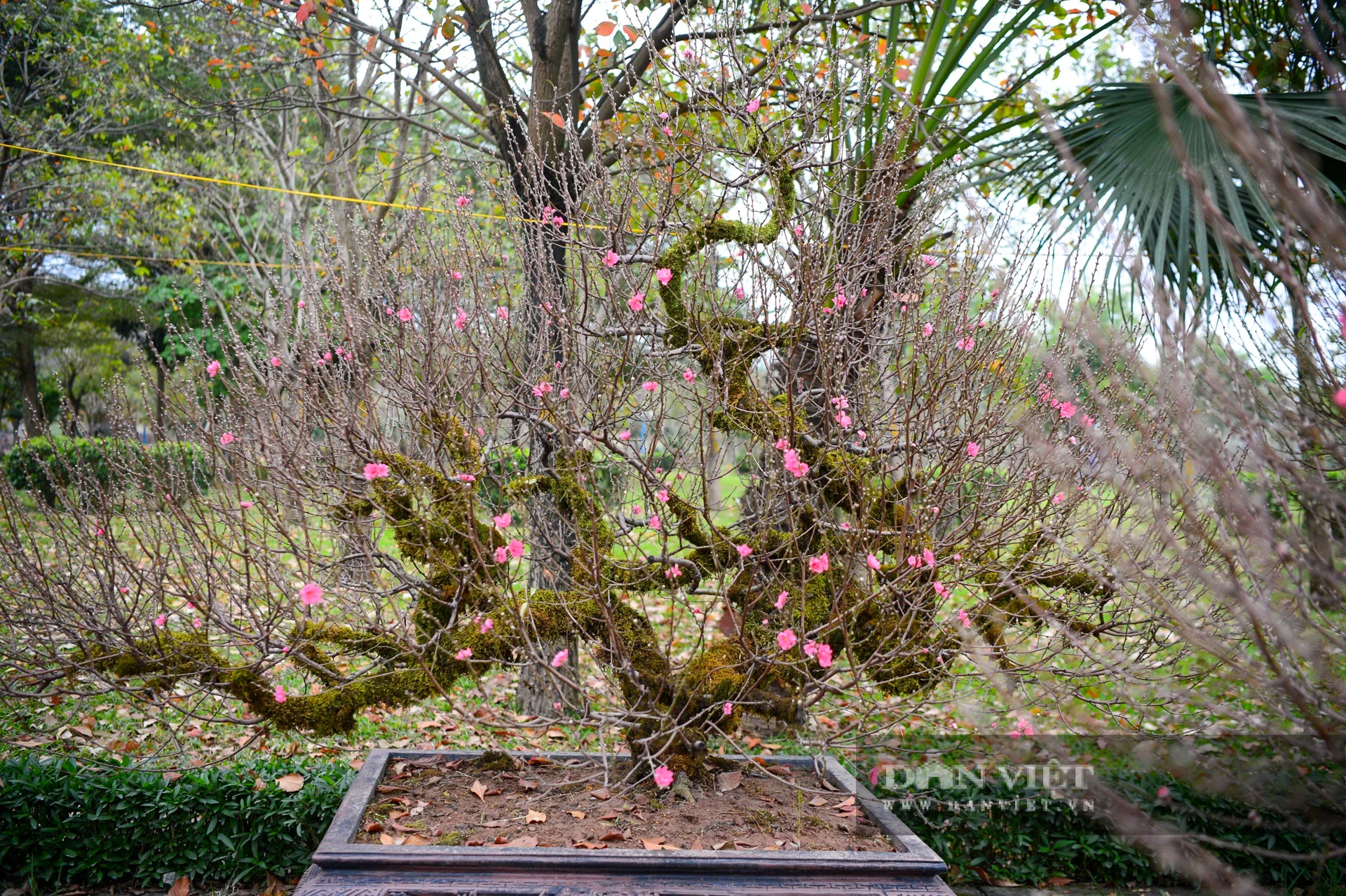 Dù mức giá được dự báo không hề rẻ, dao động từ vài chục triệu đến cả trăm triệu đồng, nhưng những "cụ" đào phủ rêu xanh vẫn luôn là mục tiêu săn đón của các đại gia và người chơi cây sành sỏi đất Hà thành. Với họ, sở hữu một gốc đào cổ thụ trong sân nhà ngày Tết không chỉ là chơi hoa, mà còn là thưởng thức cái khí phách, cái hồn của mùa xuân Tây Bắc ngay giữa lòng phố thị.