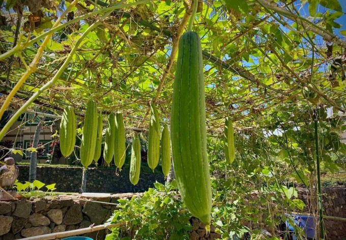 Vợ Việt nấu bánh xèo, phở bò khiến chồng con Mỹ mê tít - 12