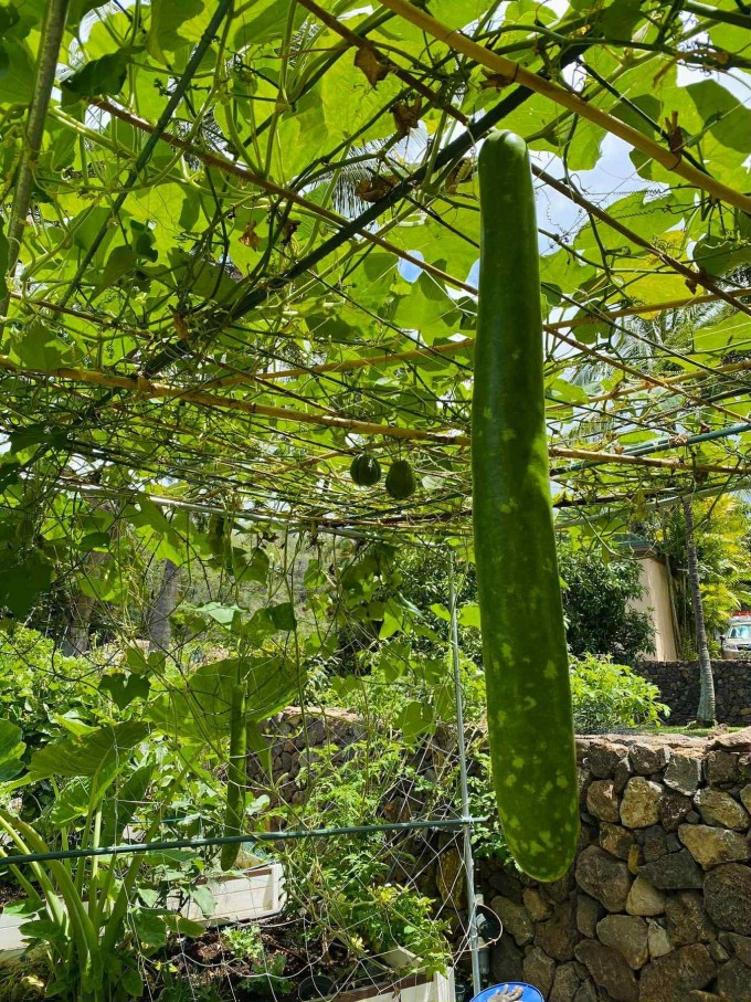 Vợ Việt nấu bánh xèo, phở bò khiến chồng con Mỹ mê tít - 13