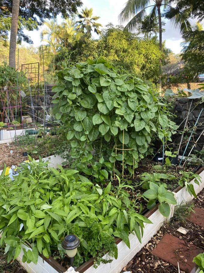 Vợ Việt nấu bánh xèo, phở bò khiến chồng con Mỹ mê tít - 14