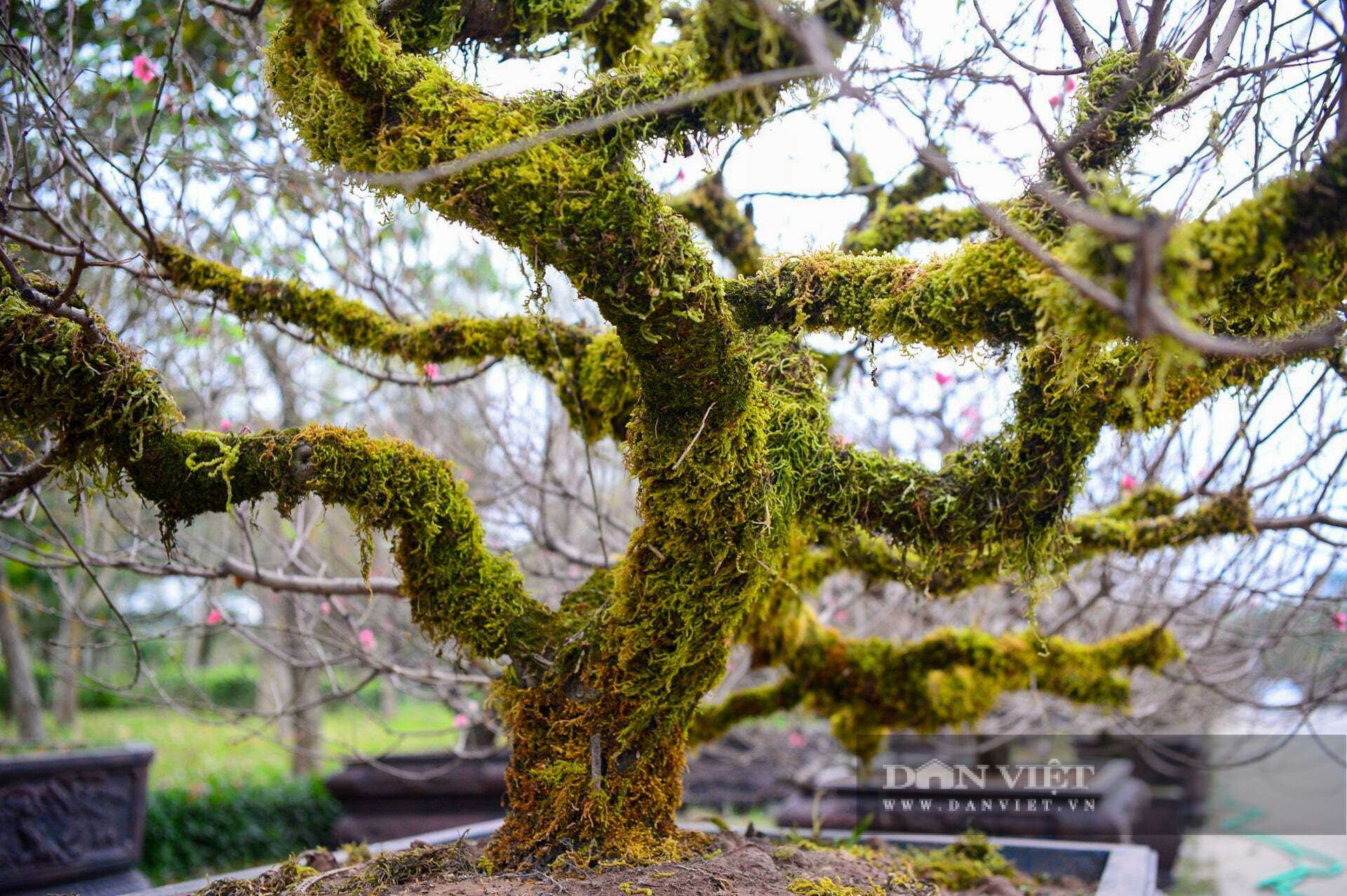 Dù mức giá được dự báo không hề rẻ, dao động từ vài chục triệu đến cả trăm triệu đồng, nhưng những "cụ" đào phủ rêu xanh vẫn luôn là mục tiêu săn đón của các đại gia và người chơi cây sành sỏi đất Hà thành. Với họ, sở hữu một gốc đào cổ thụ trong sân nhà ngày Tết không chỉ là chơi hoa, mà còn là thưởng thức cái khí phách, cái hồn của mùa xuân Tây Bắc ngay giữa lòng phố thị.