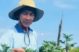 Loài hoa cúc lạ chưa Tết đã 'cháy hàng'