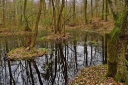 Phát hiện "kho báu" quý giá trong đầm lầy