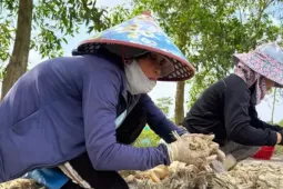 Kiệu Tết 'cháy hàng' ngay tại ruộng