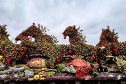 Đỉnh cao siêu phẩm Tết 2026 gọi tên “chiến mã” quýt cổ độc lạ Mã đáo thành công, bưởi song thụ trăm tuổi giá nửa tỷ đồng