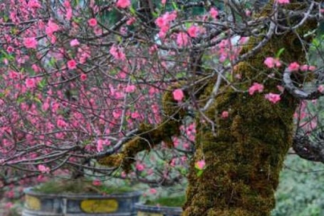 Đào cổ thụ Tây Bắc phủ kín rêu xanh xuống núi, chờ đại gia Hà Nội rước về nhà chơi Tết