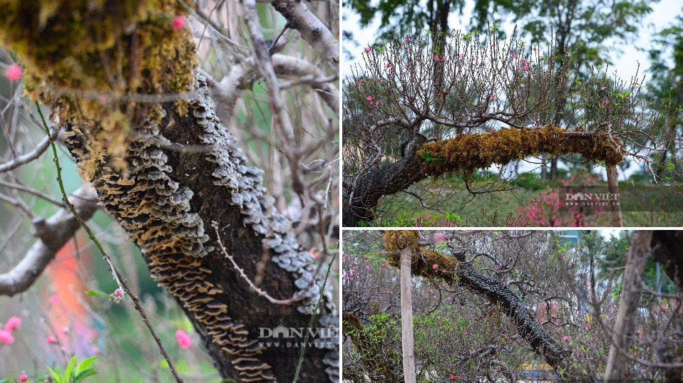 Mỗi gốc đào tại đây là một tác phẩm nghệ thuật độc bản. Có cây dáng trực uy nghiêm, có cây thế huyền mềm mại, lại có những gốc lũa kỳ quái thách thức trí tưởng tượng người xem. Chính sự kết hợp giữa dáng thế tự nhiên của đại ngàn và bàn tay sắp đặt tinh tế của con người (qua việc đắp rêu, tỉa dăm) đã tạo nên giá trị đắt đỏ của những gốc đào này.