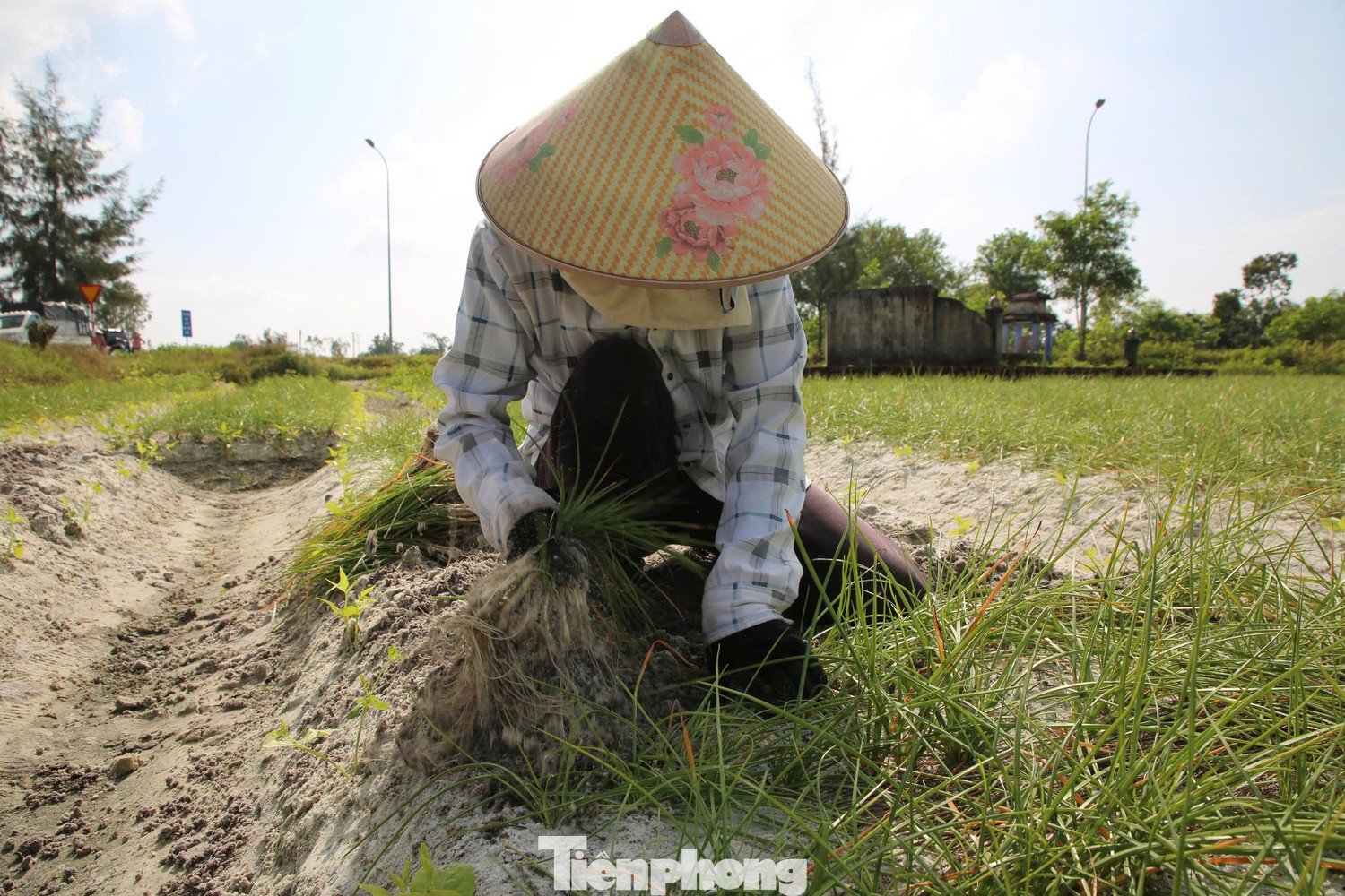 Kiệu Tết 'cháy hàng' ngay tại ruộng - 9