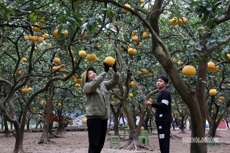 Người Thủ đô rộn ràng vừa mua vừa check-in bưởi Diễn trước thềm Tết Bính Ngọ - 1