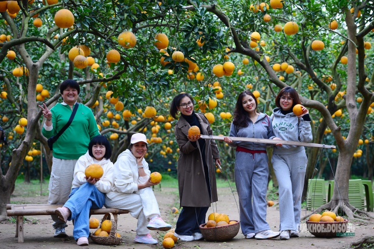 Người Thủ đô rộn ràng vừa mua vừa check-in bưởi Diễn trước thềm Tết Bính Ngọ - 3