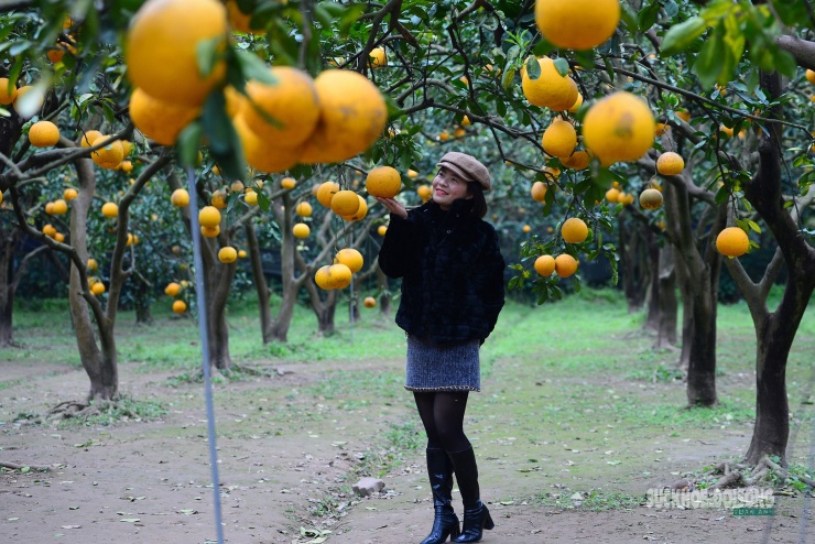 Người Thủ đô rộn ràng vừa mua vừa check-in bưởi Diễn trước thềm Tết Bính Ngọ - 4