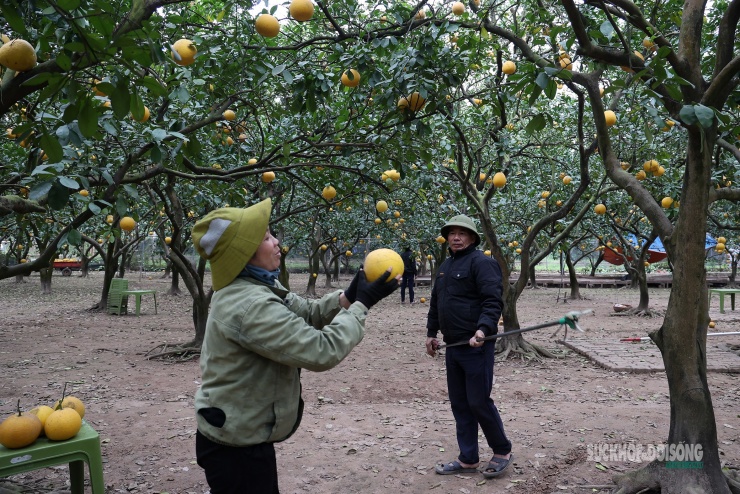 Người trồng bưởi thu hái từng quả bưởi chín, chuẩn bị nguồn hàng phục vụ thị trường Tết Nguyên đán.
