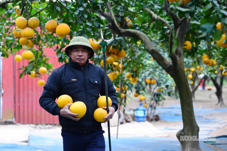 Sau thu hoạch được tập kết, phân loại ngay tại vườn.