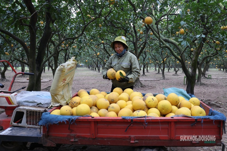 Người Thủ đô rộn ràng vừa mua vừa check-in bưởi Diễn trước thềm Tết Bính Ngọ - 11