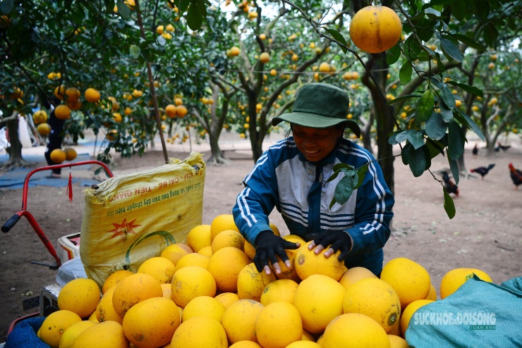 Niềm vui của người trồng bưởi trong mùa thu hoạch cao điểm.