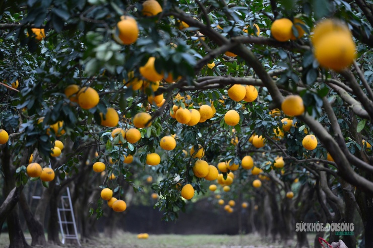 Không gian vườn bưởi vàng rực, trở thành điểm check-in thu hút nhiều gia đình dịp cuối năm.