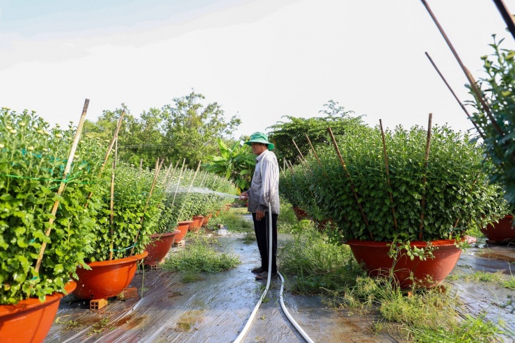 Vườn cúc Đài Loan của anh Tạ Thanh Tùng liên tục có khách đến xem và đặt mua. Các chậu cúc lớn, tán tròn, thân chắc, hoa dày được sắp xếp kín lối đi; nhiều chậu đã có người đặt mua từ sớm. Theo anh Tùng, cúc Đài Loan chậu cỡ trung hiện giá khoảng 2,5 triệu đồng/chậu, những chậu lớn, dáng đẹp, nụ đều có giá trên 3 triệu đồng/chậu, chậu cây thấp hơn, nhỏ, giá dao từ 1,5-2 triệu đồng/chậu.