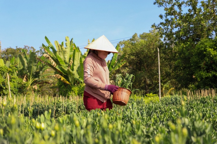 Theo ghi nhận của PV Tiền Phong sáng 25/1, dọc các tuyến đường tại làng hoa Phó Thọ - Bà Bộ (Cần Thơ), người trồng hoa tất bật chăm sóc, chỉnh tán, tưới nước, canh nụ để hoa nở đúng dịp Tết. Không khí lao động nhộn nhịp kéo dài từ sáng sớm đến tối muộn tại làng hoa truyền thống có tuổi đời hơn 100 năm.