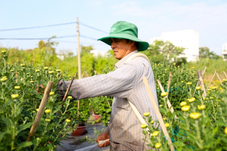 Theo chủ vườn hoa ở Cần Thơ, thời tiết năm nay nhìn chung khá thuận lợi dù xuất hiện vài đợt lạnh ngắn ngày. Tuy nhiên, chi phí phân bón, thuốc dưỡng hoa và công chăm sóc đều tăng. Giá bán vẫn giữ ổn định như những năm trước. Khách quen thường đặt cọc sớm, gần Tết chỉ việc giao hoa. Không chỉ người dân chơi hoa, nhiều cơ quan, doanh nghiệp cũng đặt mua các chậu cúc lớn để trưng bày trước trụ sở. "Những chậu cao, tán rộng thường phải 3 - 4 người khiêng. Khi giao hoa, nhà vườn luôn hướng dẫn kỹ cách tưới nước, giữ ẩm và đặt chậu nơi thoáng mát để hoa nở đều, bền màu suốt những ngày Tết", anh Tùng nói.