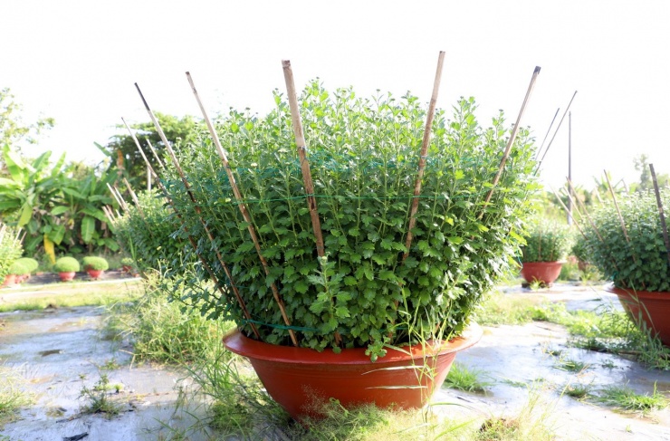 Điểm khác biệt của cúc Đài Loan chậu lớn, theo anh Tùng, nằm ở số lượng cây, phải trồng khoảng 100 cây, chăm sóc đồng đều tán mới tròn, bông nở dày và đều. Quá trình chăm sóc cúc Đài Loan được xem là công phu bậc nhất trong các loại hoa Tết phổ biến ở miền Tây. Từ khi xuống giống đến lúc xuất bán mất khoảng 5 tháng, đòi hỏi xử lý kỹ thuật chính xác ở từng giai đoạn nuôi thân, xử lý nụ và dưỡng hoa. Chỉ cần sai kỹ thuật hoặc thời tiết bất lợi là coi như mất trắng, áp lực rất lớn”, anh Tùng chia sẻ.