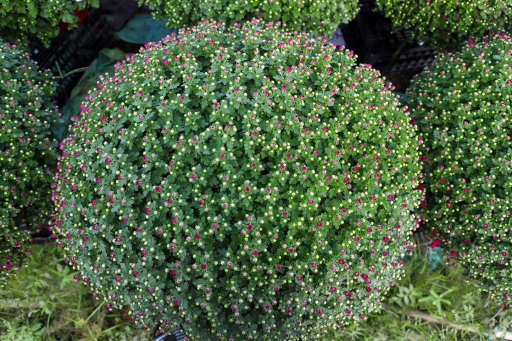 Theo một số nhà vườn, các chậu đạt chuẩn thường được thương lái lấy trước ngày 23 tháng Chạp, số còn lại bán lẻ rải rác đến cận Tết. Những chậu dạt, dáng nhỏ hơn được xếp riêng, bán sau với giá mềm hơn. Trong ảnh là chậu cúc mâm xôi.