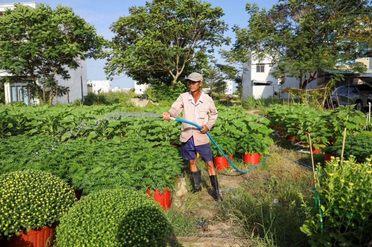Không chỉ cúc Đài Loan, nhiều loại hoa khác tại làng hoa Phó Thọ - Bà Bộ cũng được trồng với số lượng lớn. Ông Tư, một nhà vườn có thâm niên, cho biết năm nay cúc Đài Loan, hướng dương, vạn thọ được trồng nhiều, chủ yếu phục vụ thương lái lấy sỉ. “Giá nhìn chung tương đương hoặc nhỉnh hơn năm ngoái do chi phí phân thuốc và công chăm sóc tăng. Một số giống như hướng dương, cúc Thái có giá cao hơn vụ trước”, ông Tư nói.