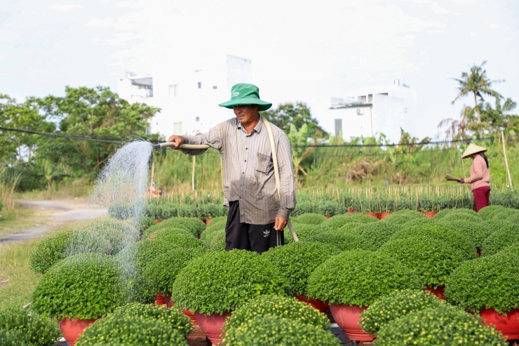 Chị Kiều (vợ anh Tùng) cho biết, vụ Tết năm nay gia đình trồng hơn 1.000 chậu cúc Đài Loan, cát tường và cúc mâm xôi, gồm cả chậu lớn lẫn chậu nhỏ. Đến thời điểm này, phần lớn số hoa đã được thương lái và khách quen đặt cọc, nhà vườn chủ yếu tập trung khâu chăm sóc để giao đúng hẹn. “Mối quen đặt trước hết rồi, giờ chỉ lo chăm cho bông đạt, nở đều là giao thôi”, chị Kiều nói. Theo chị, dù không phải thuê đất, chi phí đầu tư cho mỗi chậu cúc vẫn rất lớn, đặc biệt cúc Đài Loan phải thắp đèn ban đêm để điều tiết sinh trưởng, giúp cây giữ tán và ra hoa đúng thời điểm. “Nếu xử lý đèn không kỹ là hoa ra sớm hoặc không đều, coi như mất Tết. Giai đoạn này gần như đêm nào cũng phải ra vườn, chăm còn hơn chăm con nhỏ”, chị Kiều ví von.