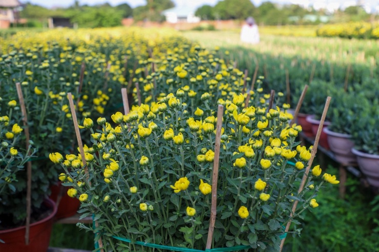 Cúc Đài Loan giá tiền triệu đắt hàng dịp Tết - 8