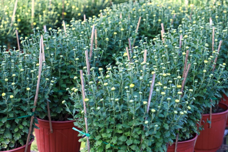 Cúc Đài Loan giá tiền triệu đắt hàng dịp Tết - 9