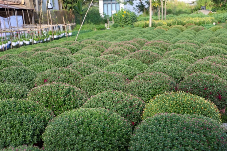 Theo các nhà vườn, thời điểm này nhiều lô hoa đã được đặt cọc trước, đặc biệt là những chậu cao, dáng đẹp. “Trồng hoa Tết quan trọng nhất là xử lý cho hoa nở đúng thời điểm. Chỉ cần canh sai nhịp nước, phân hay thời tiết là coi như mất mùa”, ông Tư chia sẻ.