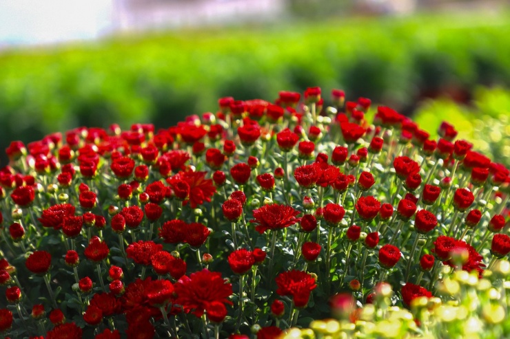 Cúc Đài Loan giá tiền triệu đắt hàng dịp Tết - 10