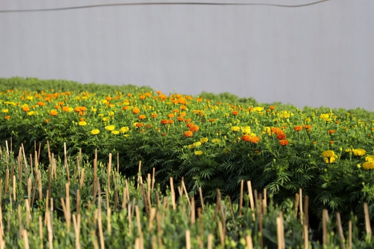 Nhìn chung, giá hoa Tết năm nay giữ ở mức ổn định, chủng loại và kích cỡ đa dạng, đáp ứng nhu cầu lựa chọn của người tiêu dùng. Ảnh: Nhật Huy.