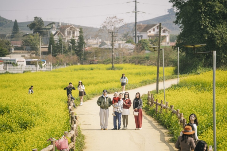 Hoa cải nhuộm vàng các cánh đồng ở Mộc Châu - 4