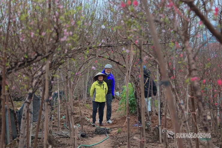Những ngày cận Tết, vườn đào tại làng đào Nhật Tân nhộn nhịp khách đến xem và đặt cây từ sáng sớm.