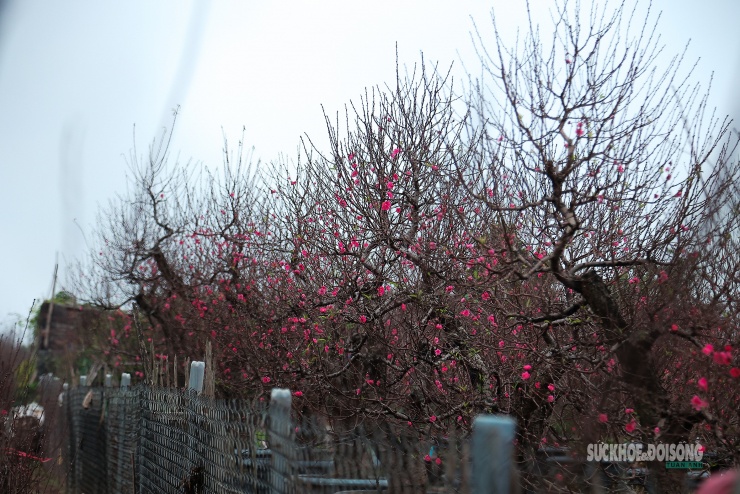 Sắc đào hồng báo hiệu mùa xuân đang đến gần giữa lòng Thủ đô.