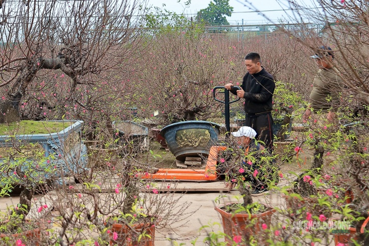 Một gốc đào thế được bốc xếp, chuẩn bị giao cho khách thuê dịp Tết.