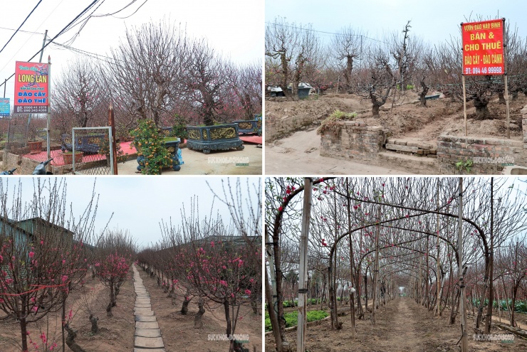 Ngoài bán cây, nhiều nhà vườn cung cấp dịch vụ cho thuê quất phục vụ cơ quan, doanh nghiệp.