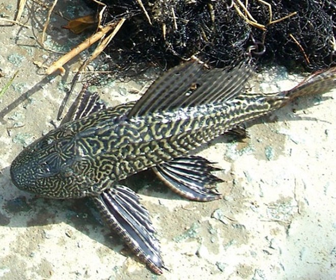 Cá lau kiếng trở thành đặc sản trong ẩm thực miền Tây sông nước