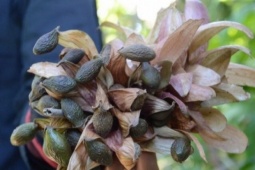 Loại hạt xưa rụng đầy gốc không ai ăn, giờ thành đặc sản giá 300.000 đồng/kg, có bạt ngàn ở Việt Nam thu hoạch nhiều năm