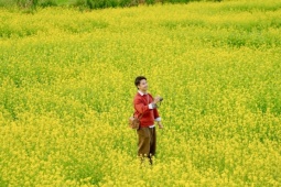 Hoa cải nhuộm vàng các cánh đồng ở Mộc Châu